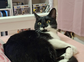 18 month old female cat