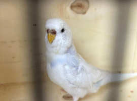 Female budgies