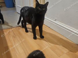 3 black females 8 weeks old