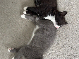 9 week old Male kitten