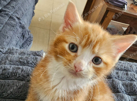 Kittens for sale