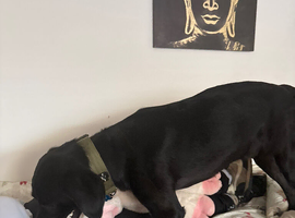 Black Labrador meal