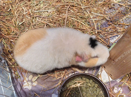 2 female teddy guinea pigs