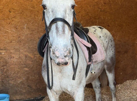 15.2 mare 16 year old
