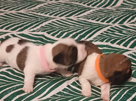 Small breed puppies for sale boys and girls shihtzu cross