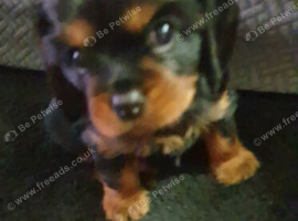 king charles cavalier puppy