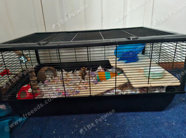 X-large hamster cage