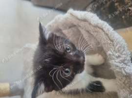 4 kittens for new homes