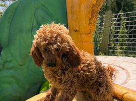 6. months old