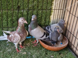 Racing pigeons