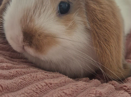 Mini lop babies for sale