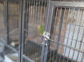 Breeding pair of conures