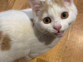 Kitten