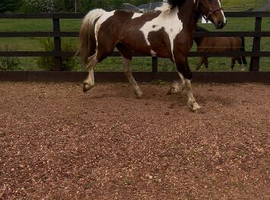 Cob x sportshorse filly