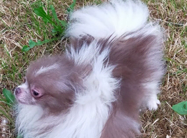 Lilac and white particoloured female pomeranian
