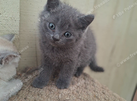 Beautiful Blue British shorthair kittens