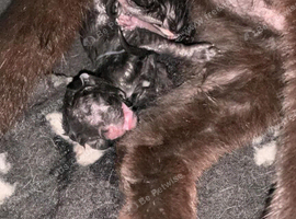 Beautiful Black Kittens Ready for Loving Homes
