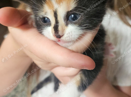 3 beautiful kittens