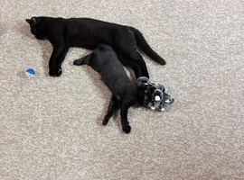 Female black kitten