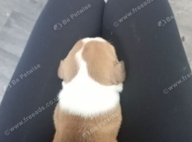 Staffy x bull