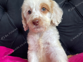 F1 cockapoo puppies