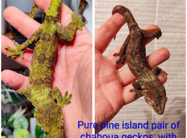 Pine island chahouas