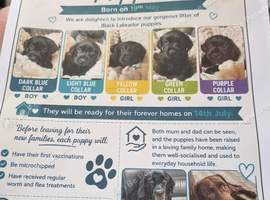5 labrador puppys