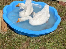 Embdon x Chinese geese
