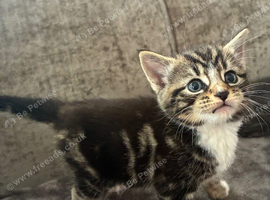 Beautiful kittens
