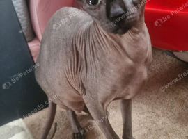 Sphinx Canadian