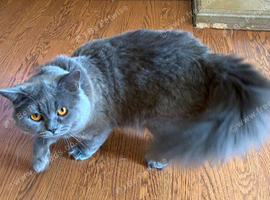 Pedigree British shorthair