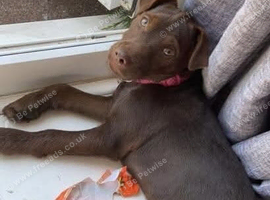 Gorgeous male pup