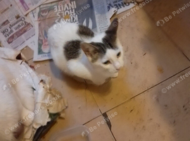 Kitten