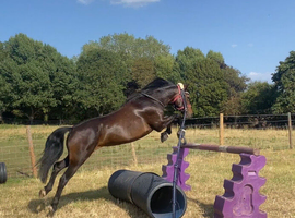 Tilly - allrounder