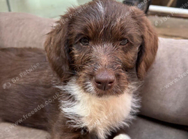 Adorable labradoodle puppies READY NOW