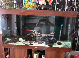 Tropical fish plus aquarium 350l