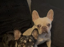 2 female French bull dogs