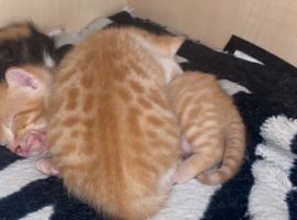 Kittens
