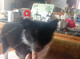 Puppies for sale