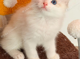 Blue bicolour tabby male