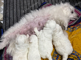 Maltipoo poppies for sale