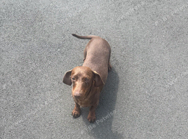Chocolate and tan kc female dachshund