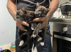 3 Adorable kittens looking for a forever home