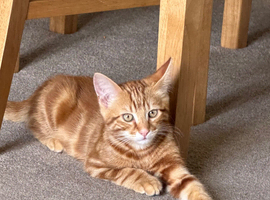 2 kittens boys 150&pound; both