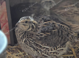 Cortunix quail
