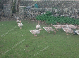 Brecon buff geese