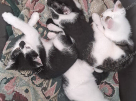 Kittens