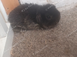 3 mini lops