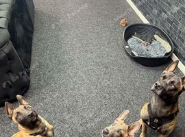 Belgian malinois