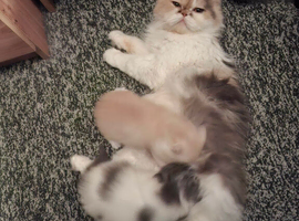 Perdoll kittens